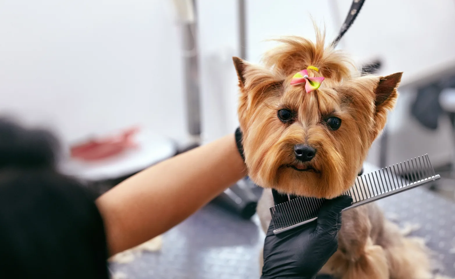 Dog Grooming at Salon